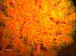 tube-corals at night. Unawatuna by Kaj Toivola 